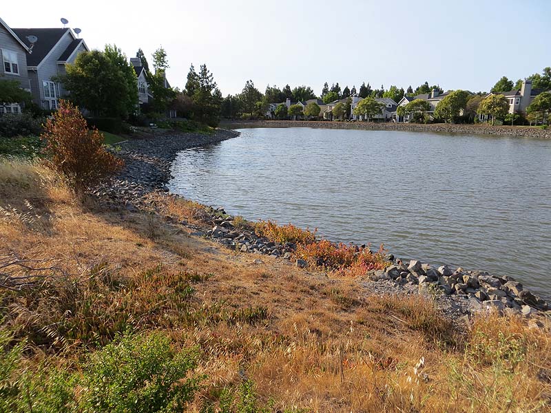 Redwood Shores Bay Trail