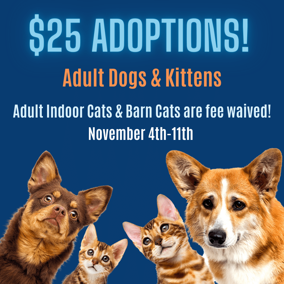 National Adoption Week Special RHSPCA