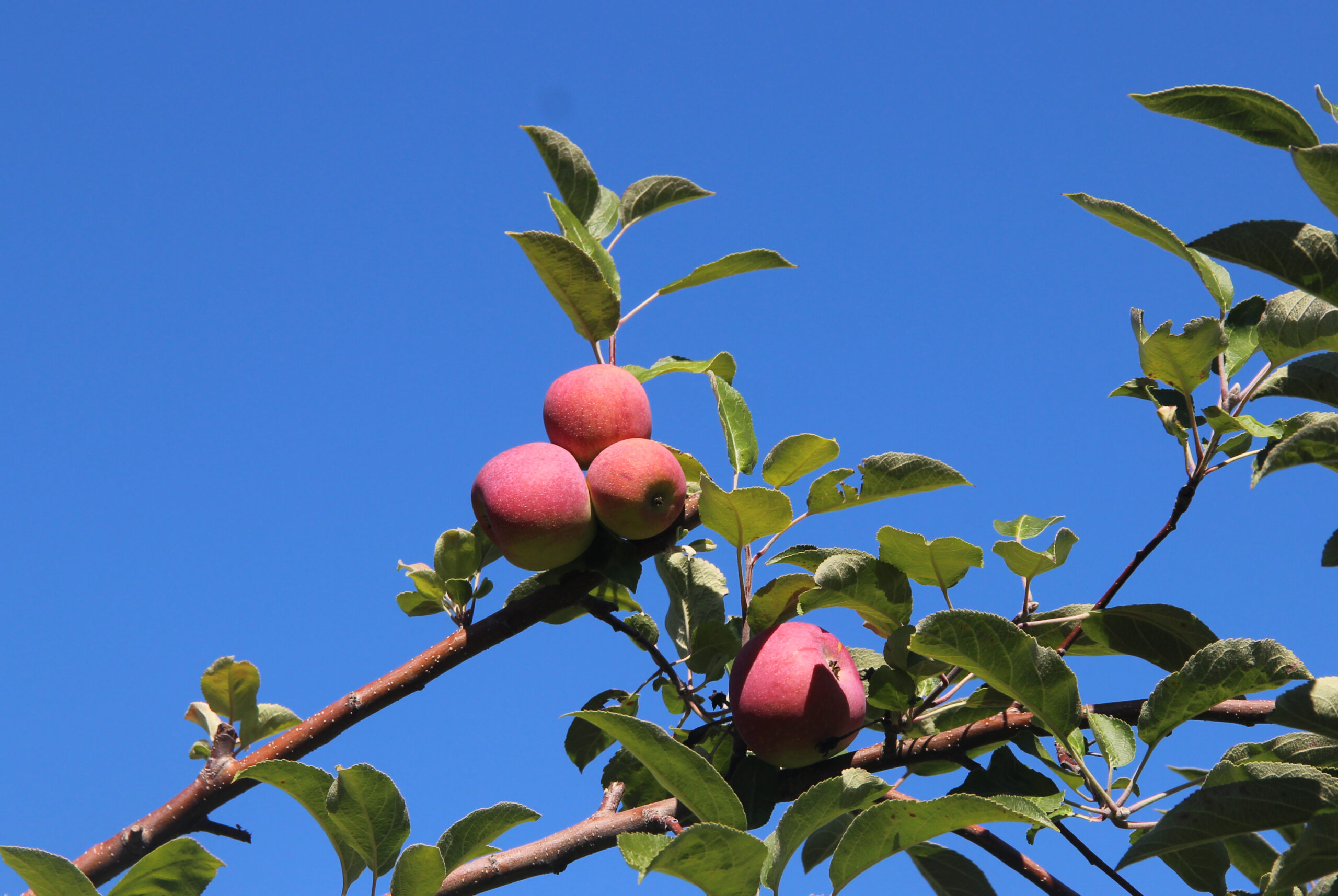 How 'bout them apples? Rhumb Line Resort, Kennebunkport Maine