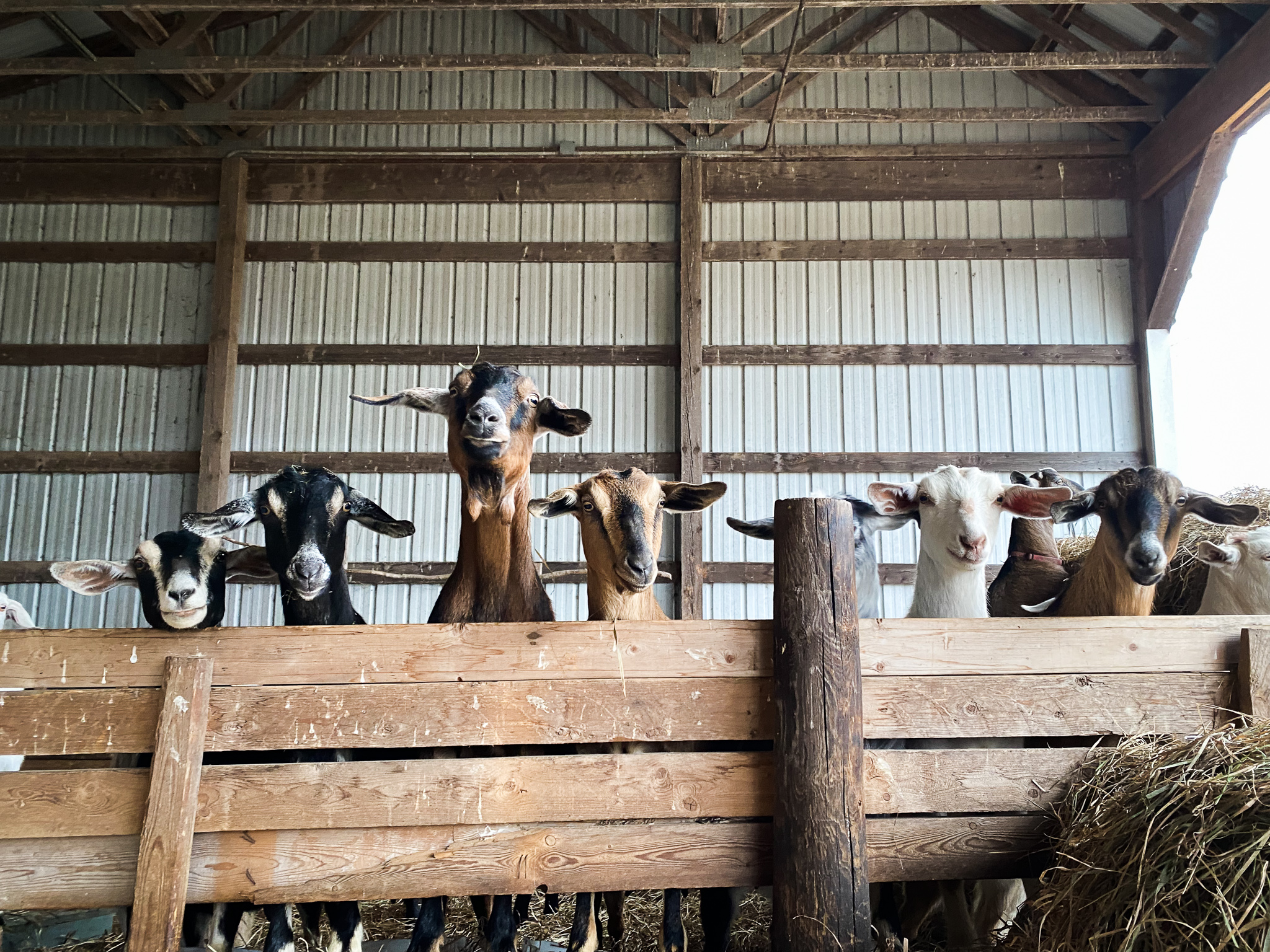 What are Homesteaders? Modern Homesteading is Here to Stay Rhythm and Moos