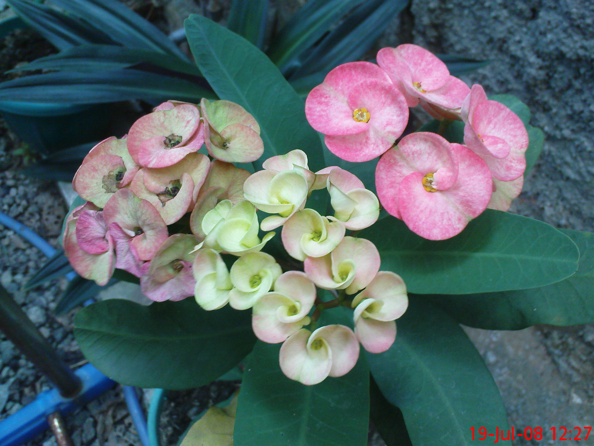 Tanaman Hias Daun dan Tanaman Hias