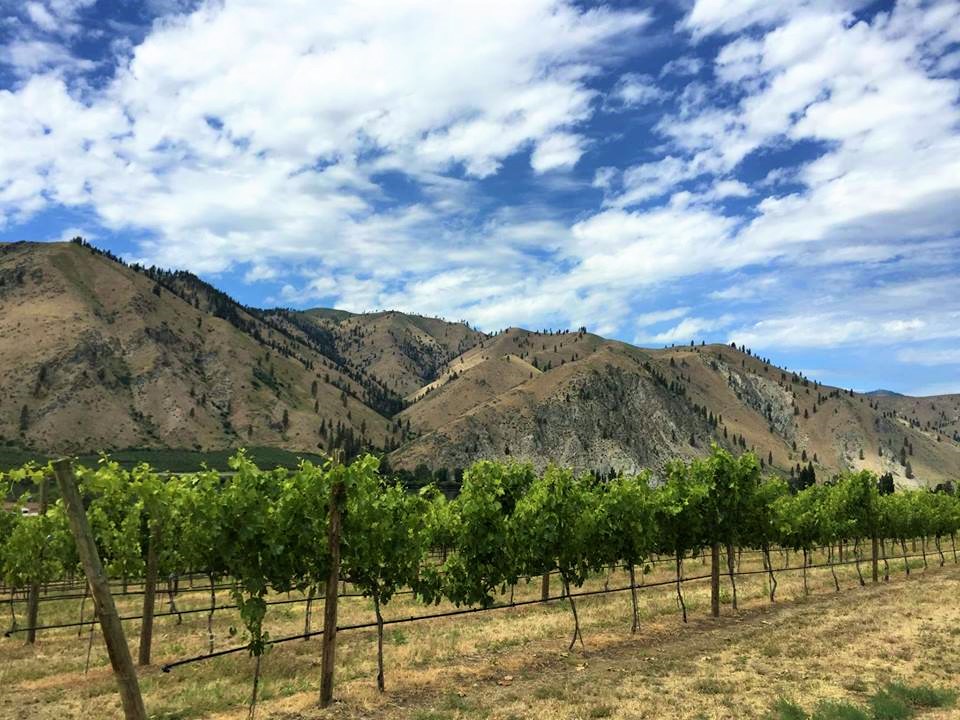 vineyard Ribbon Cliff Vineyard