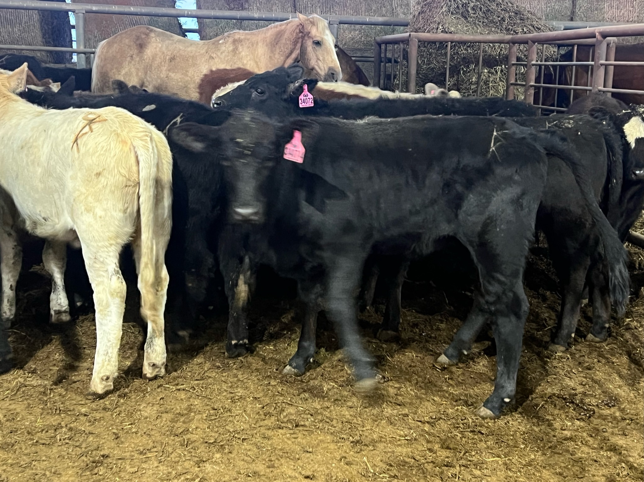 Custom Stocker Calves or Replacement Heifers PRE ORDER Ribear Cattle Co.