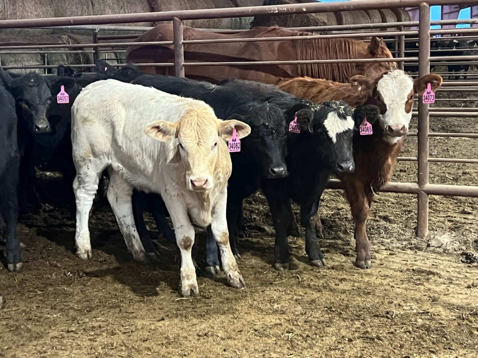 Custom Stocker Calves or Replacement Heifers PRE ORDER Ribear Cattle Co.