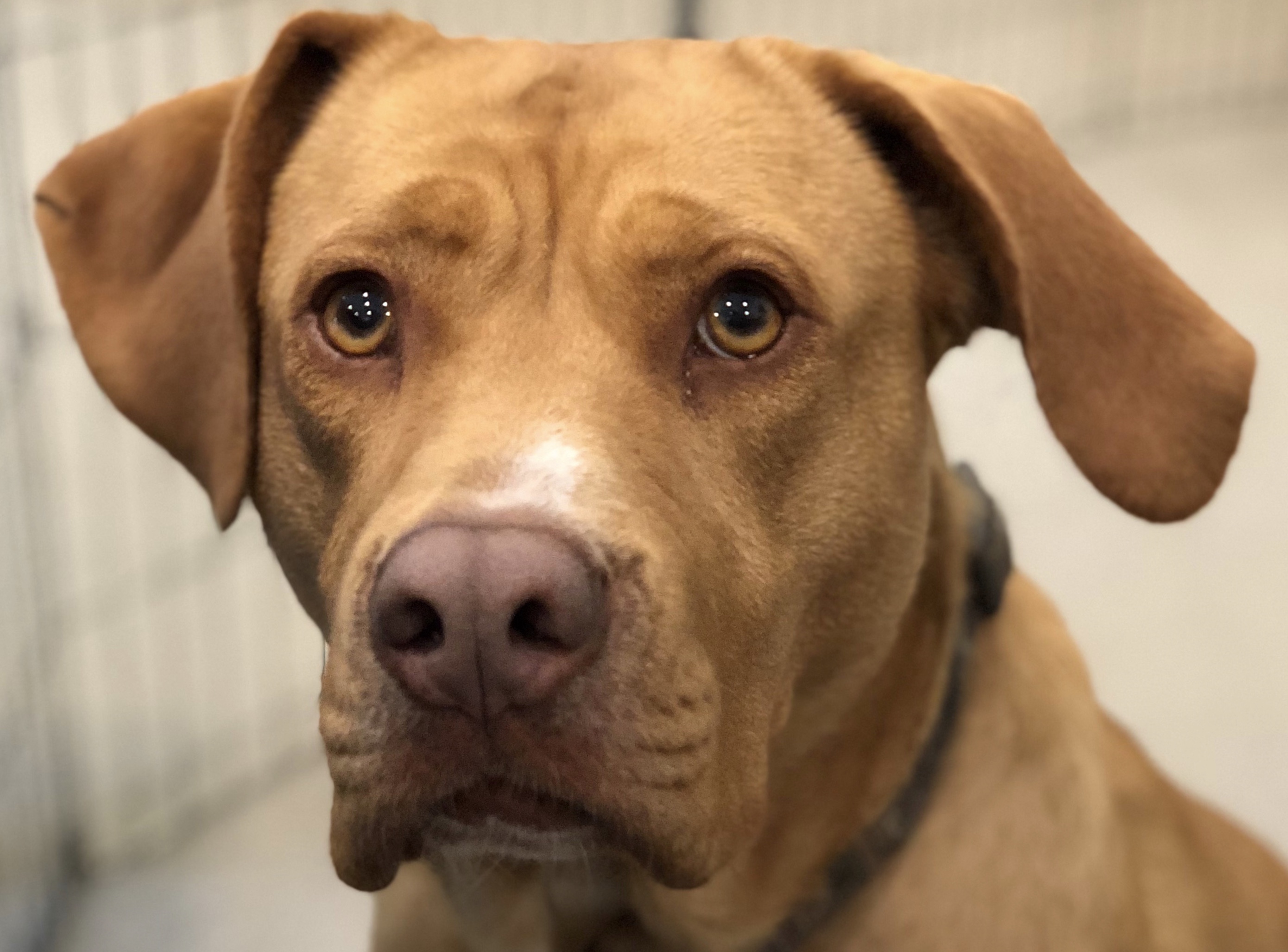 Looking to Adopt a Dog? Meet Skyler! Things To Do In RI RI Events