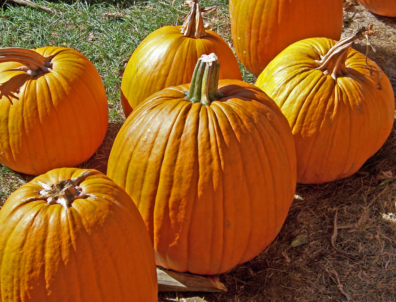 PYOP! 10 Great Places for Pumpkin Picking in Rhode Island... Things
