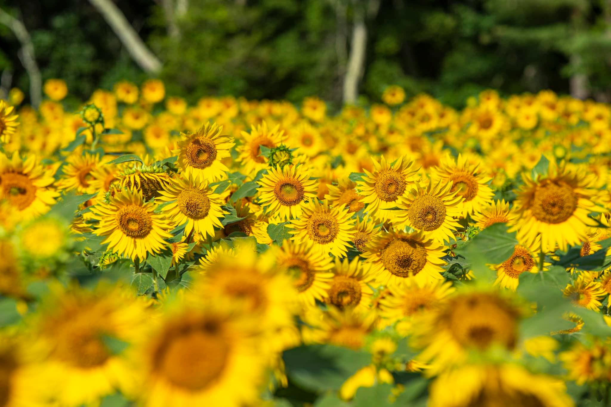Sunflower Stroll 2024 Clark Farms Things To Do In Rhode Island RI