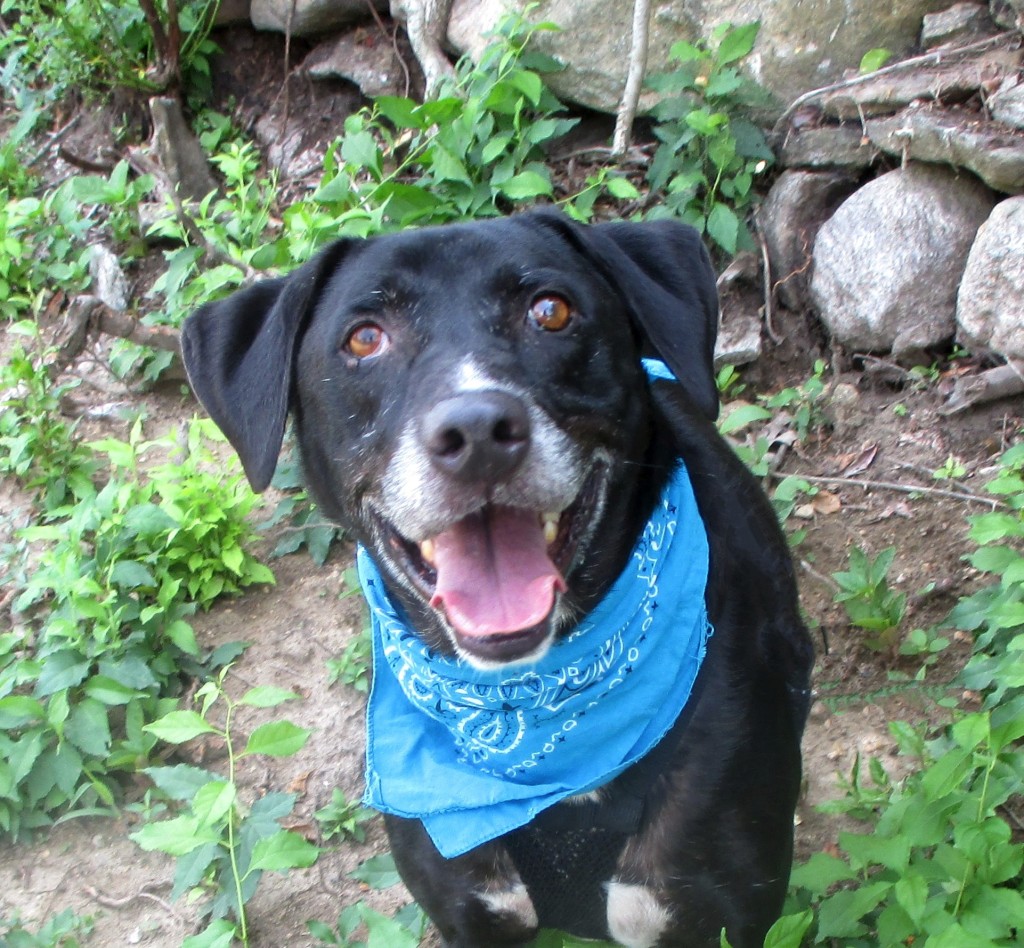 Meet Tank The Animal Rescue Rhode Island! Things To Do In RI RI