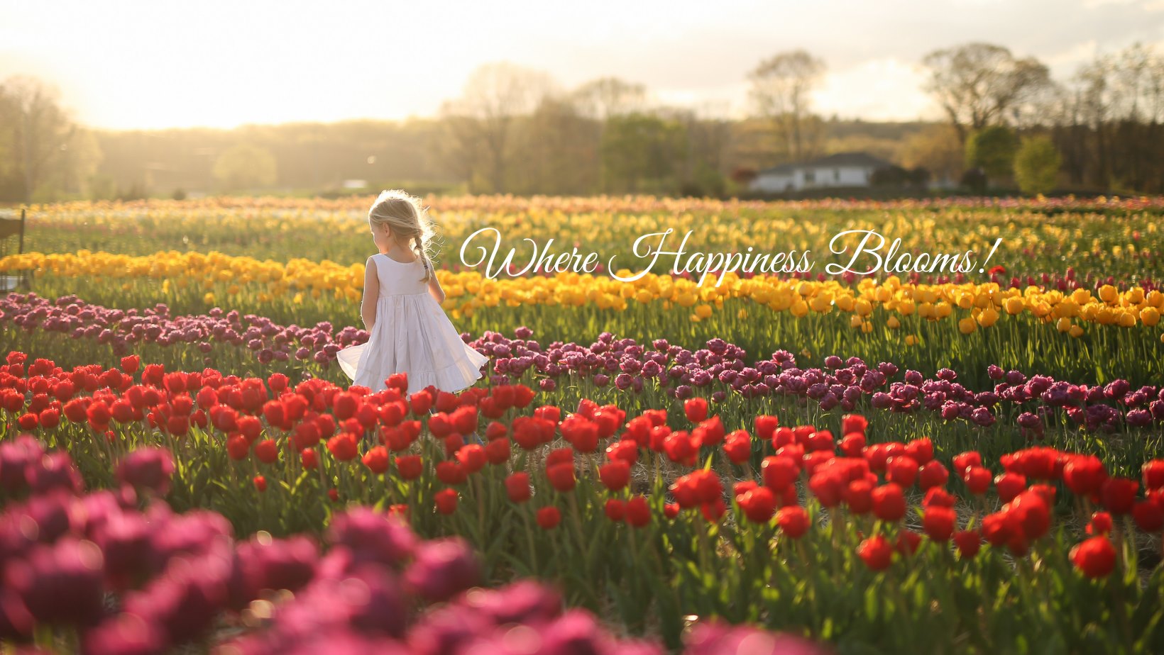 Wicked Tulips Flower Farm Pick Your Own! Things To Do In Rhode