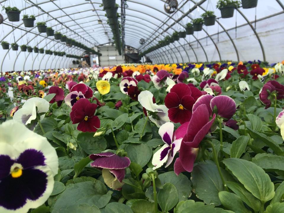 Confreda Farm...Serving Rhode Island Since 1922! Things To Do In RI