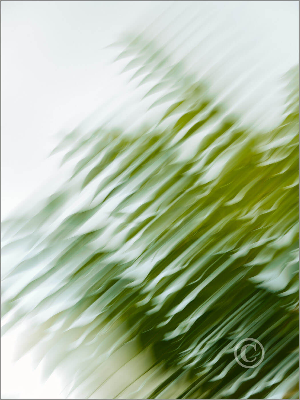 Green Dreams Rica Belna