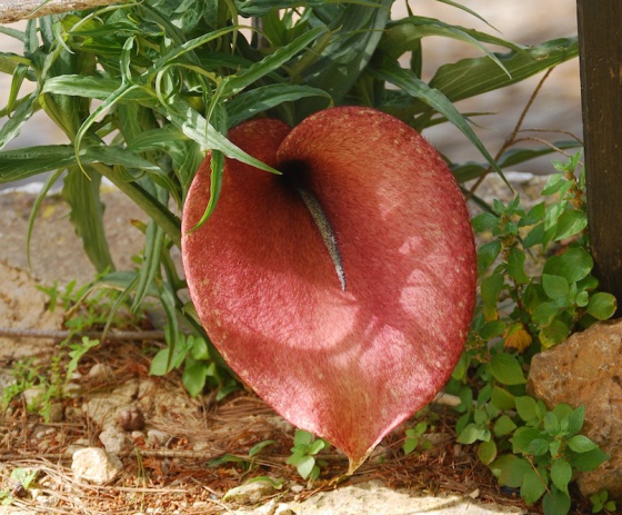 5 de las flores y plantas más feas del mundo de5y10