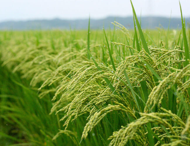 Paddy to Rice Conversion Process, Rice Processing Steps