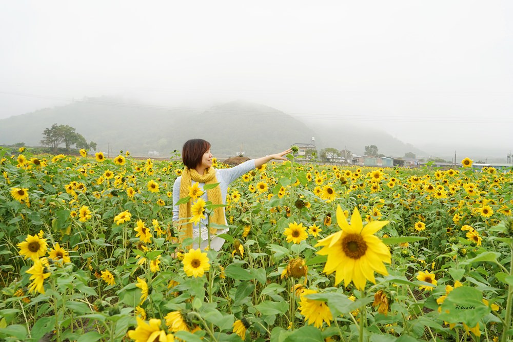 台東關山 親山農園採草莓 吃草莓冰淇淋 還有IG熱門景點向日葵花海