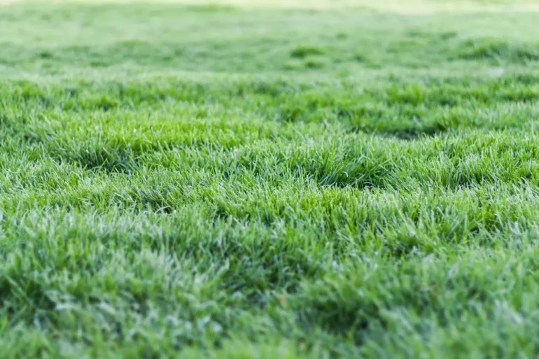 What Does the Lawn Like and How to Take Care of It? Richannel