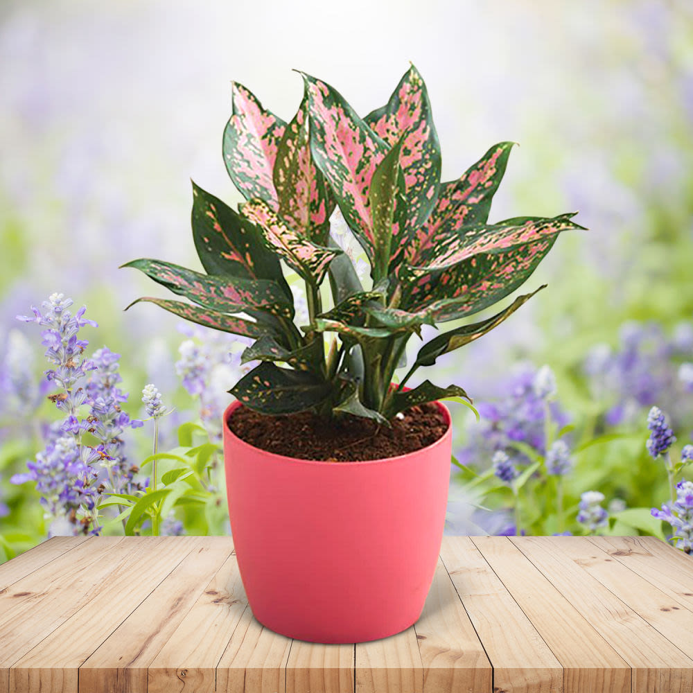 How to Proper Care for Growing And Maintaining Your Aglaonema Plant