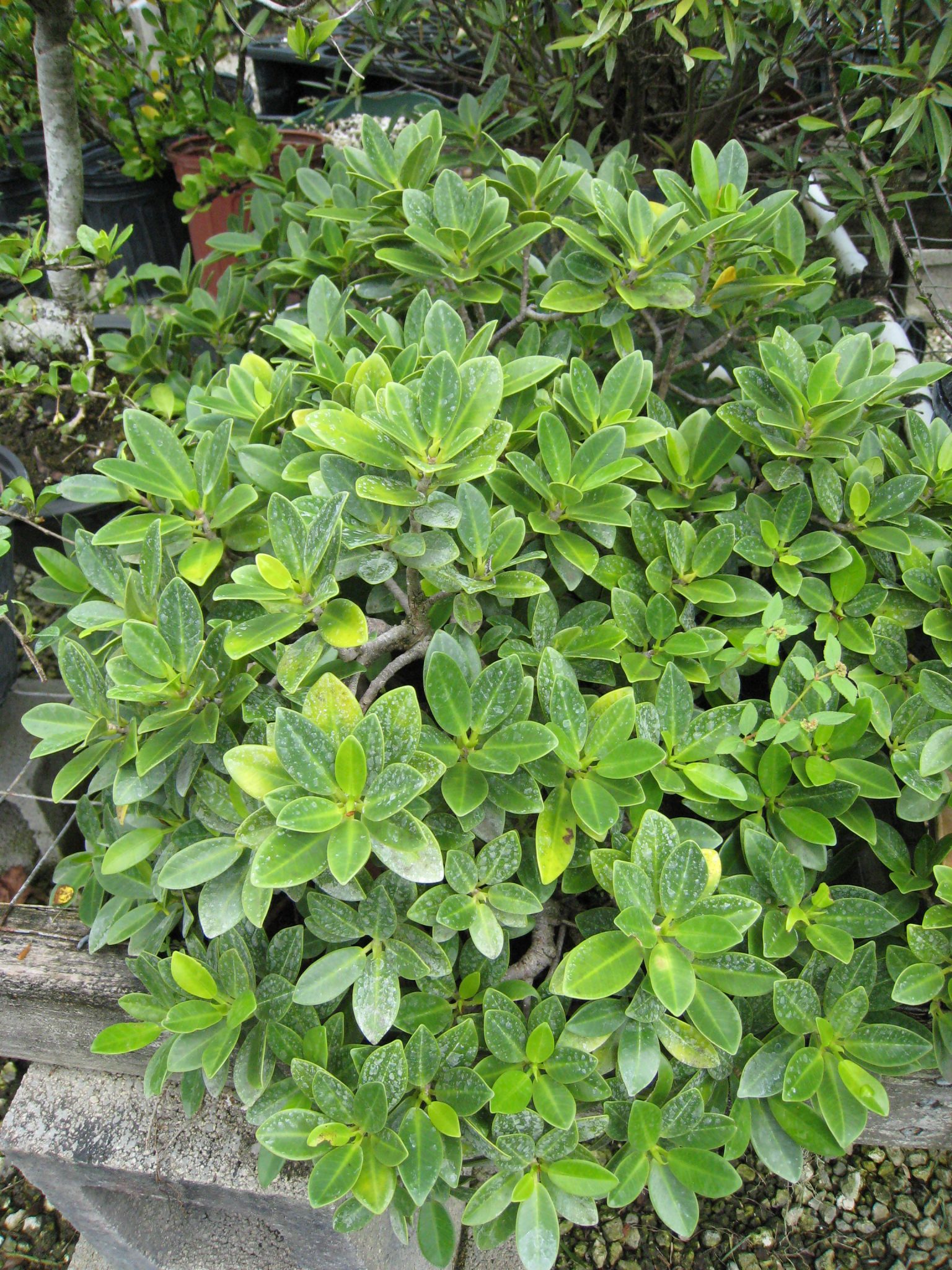 Ficus microcarpa (Green Island Ficus) Richard Lyons Nursery, Inc.