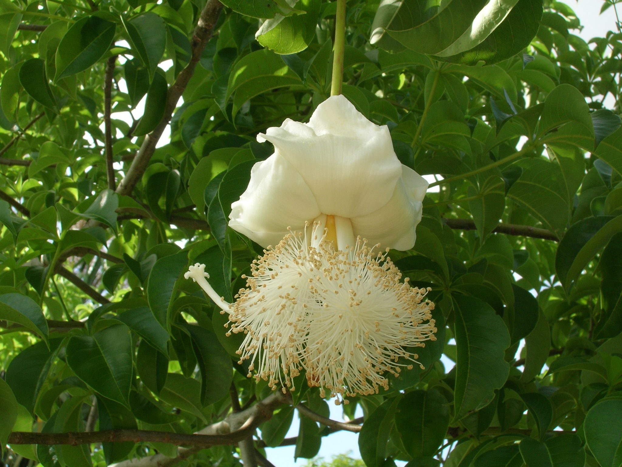 Plant Inventory Baobab tree, Wonderful flowers, Beautiful flowers garden