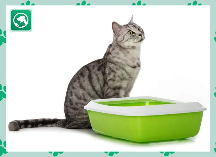 What Can I Use Instead of Cat Litter? Richard Rowlands