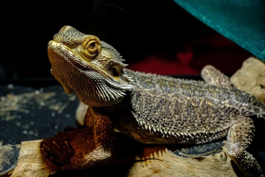21 Creative Bearded Dragon Tank Ideas Richard Rowlands