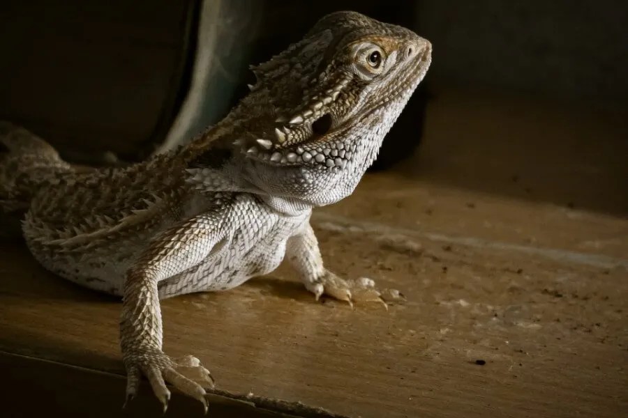 What Does It Mean When a Bearded Dragon Licks You? Richard Rowlands