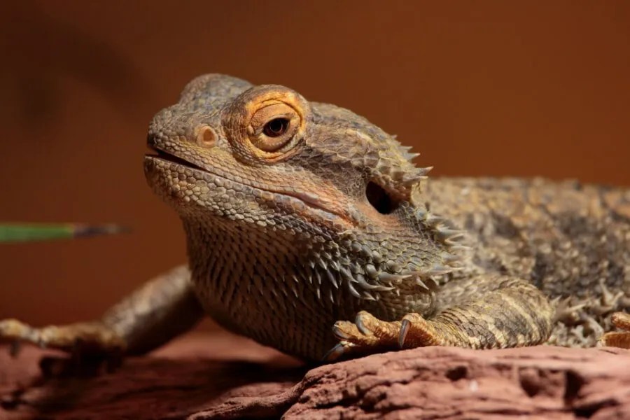 What Does It Mean When a Bearded Dragon Licks You? Richard Rowlands