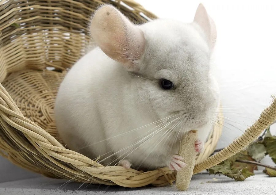 Why Do Chinchillas Take Dust Baths? Richard Rowlands