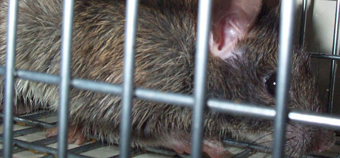 Can Rats Enter Our Texas Homes Through the Plumbing System?