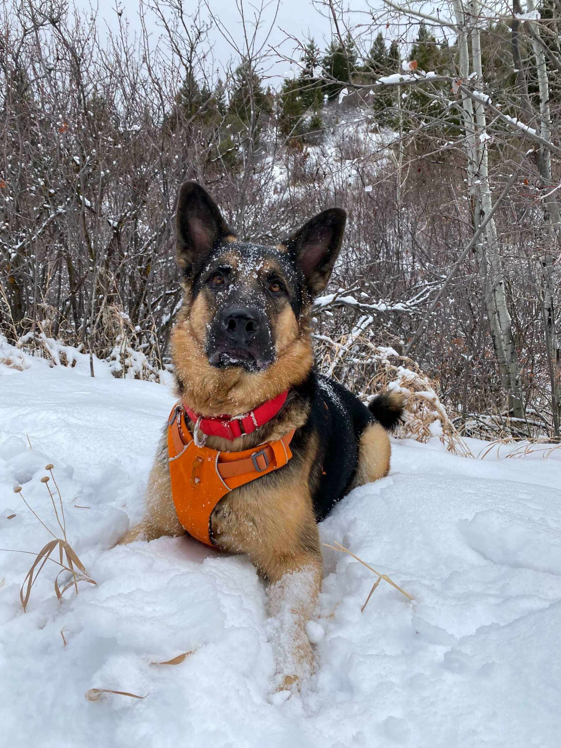 Richardson Surgical Gallery Mobile Vet In Boise, ID