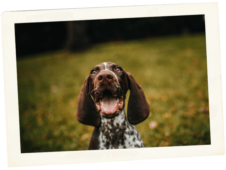 Boise, ID Mobile Vet Surgical Services Richardson Surgical