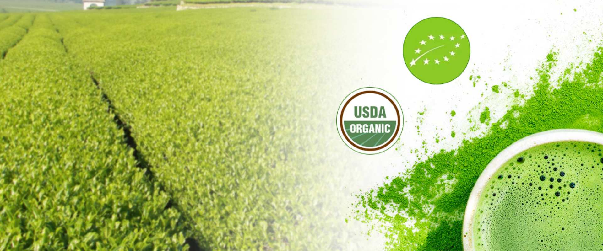 Where to Buy Matcha Tea Powder Riching Matcha