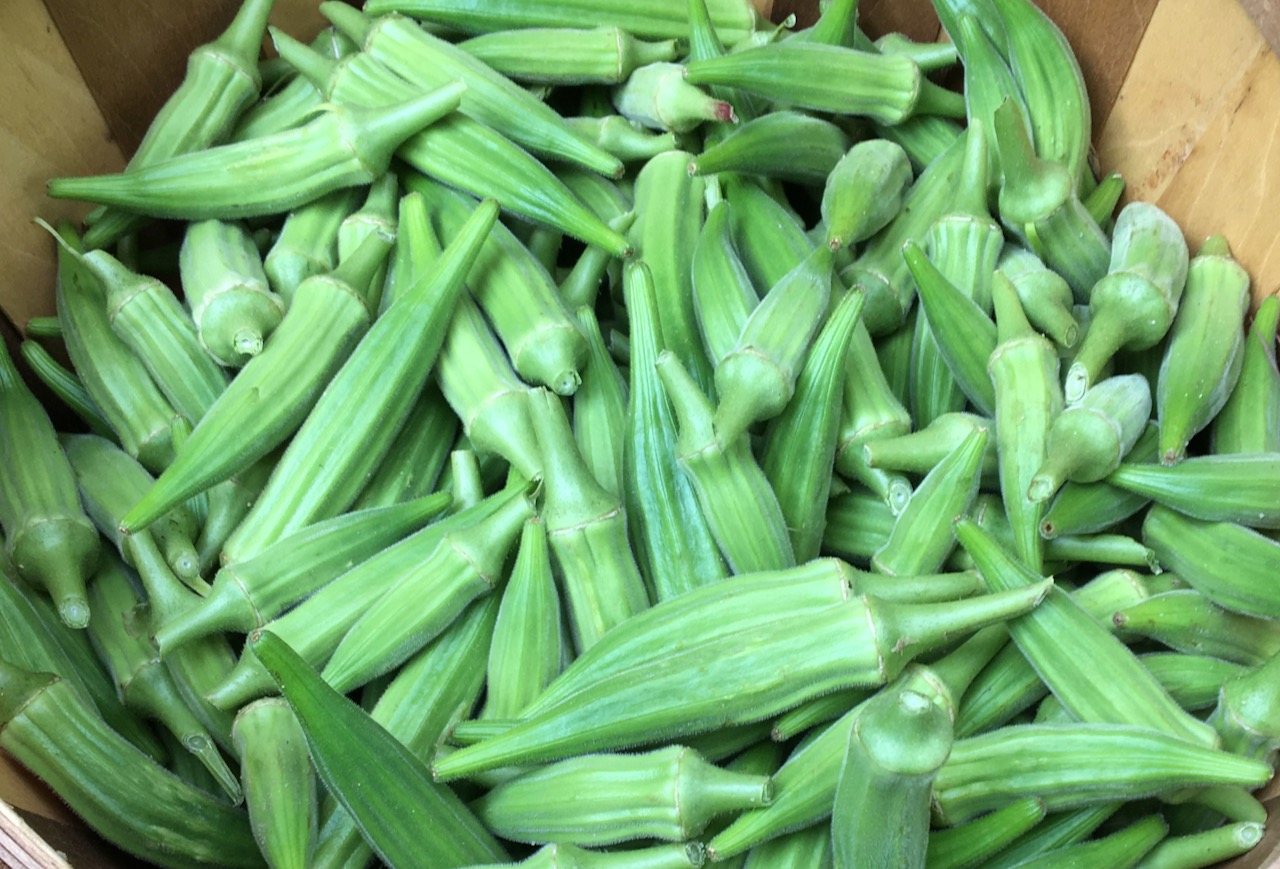 Postharvest Produce Guide Okra NC State Extension