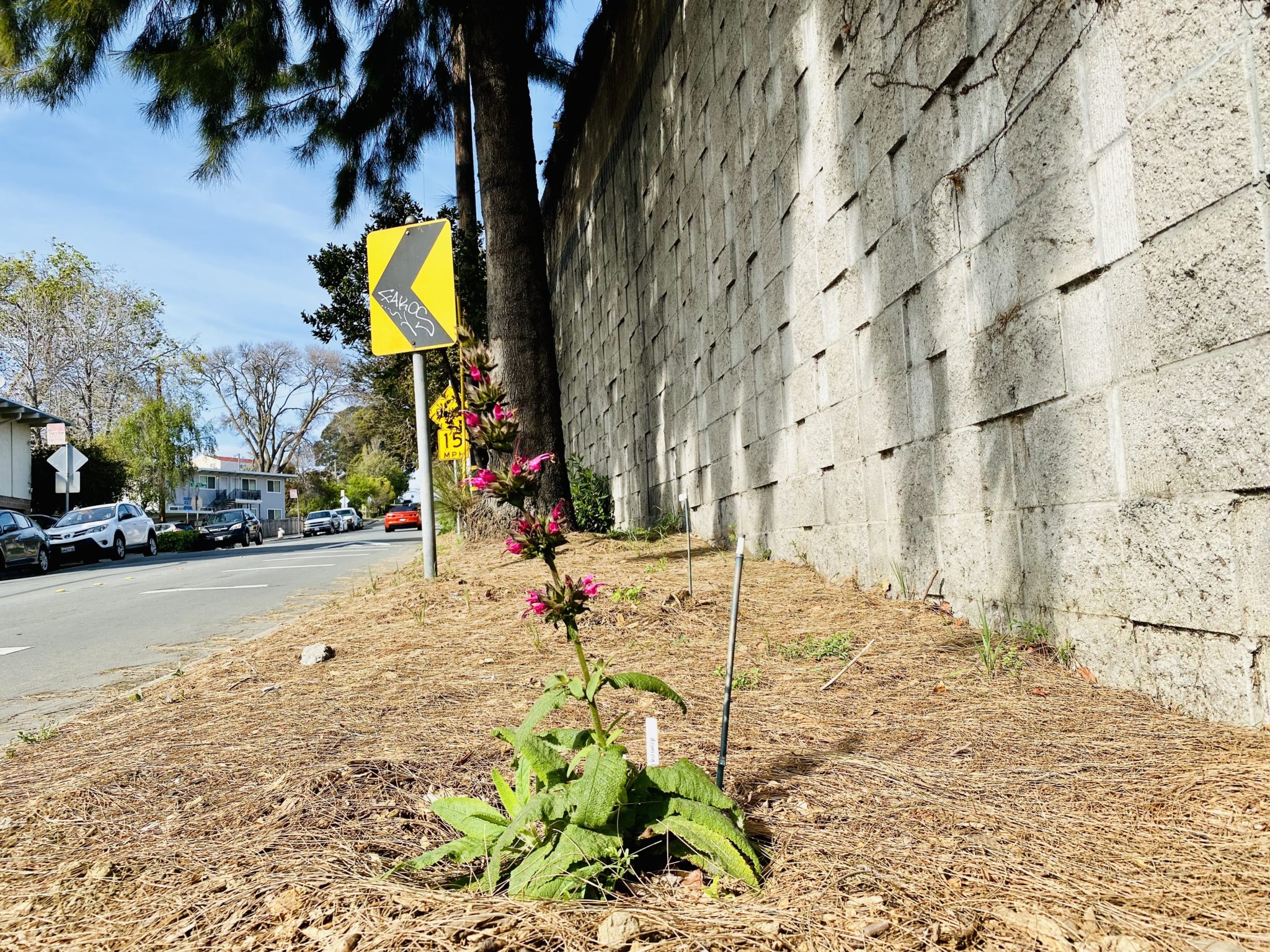 Panhandle Annex neighborhood 'loves their block' with project teamwork Richmond Standard