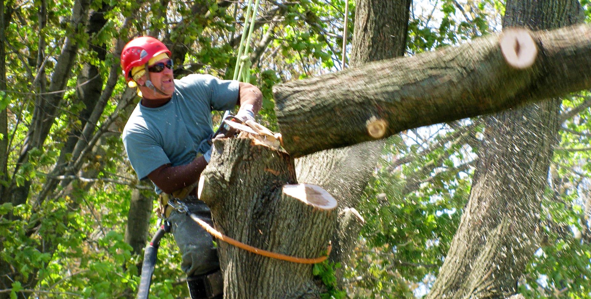 Tree Removal Services in Richmond Free Estimates