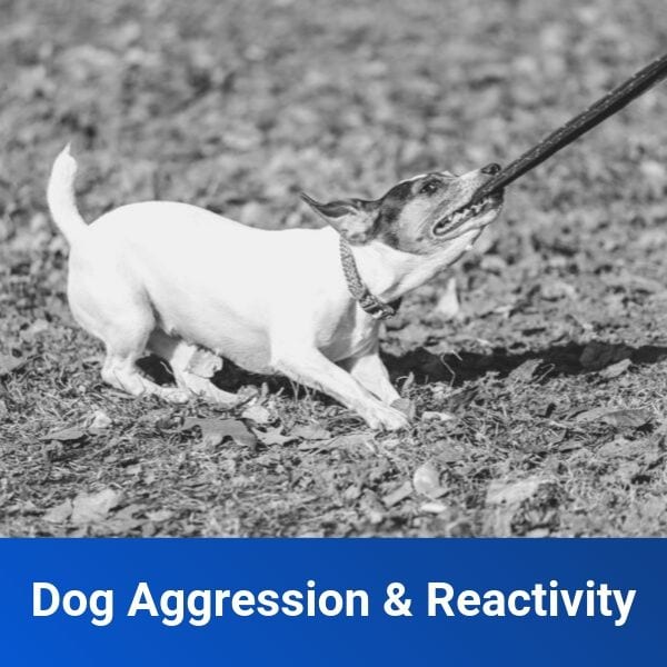 Aggressive Dog Training Off Leash K9 Training Of Richmond