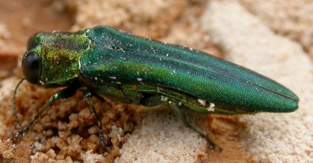 Emerald Ash Borer Identification, Biology and Management Rich Tree