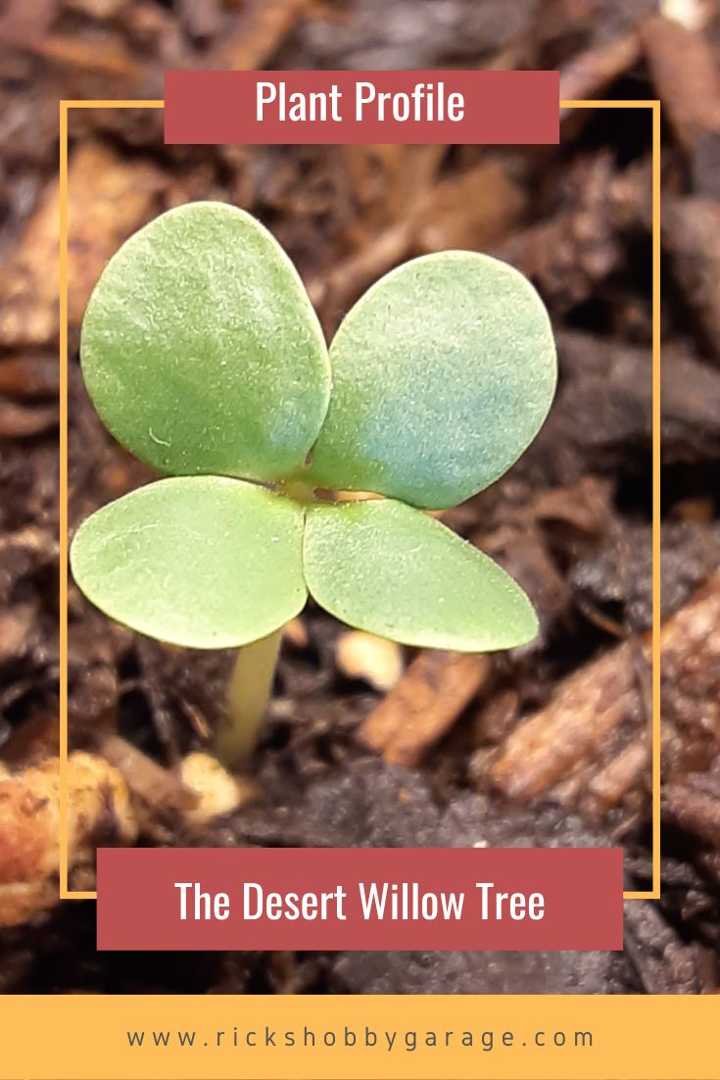 Plant Profile The Desert Willow Tree Rick's Hobby Garage