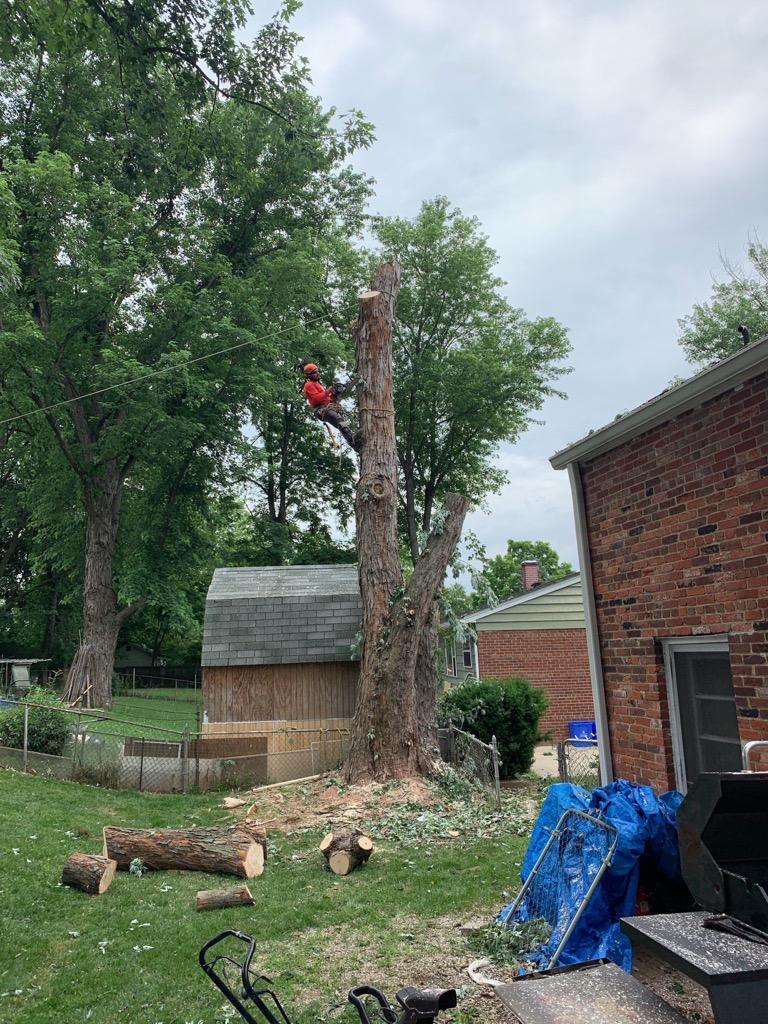 Tree Trimming Stump Removal Service Ricky’s Lawn and Landscaping
