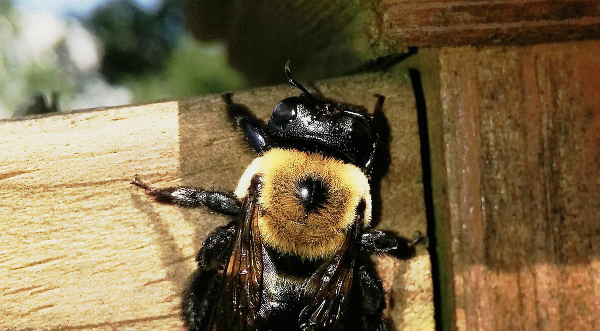 Wood Destroying Insects (WDI) What They Are and How to Keep Them Out