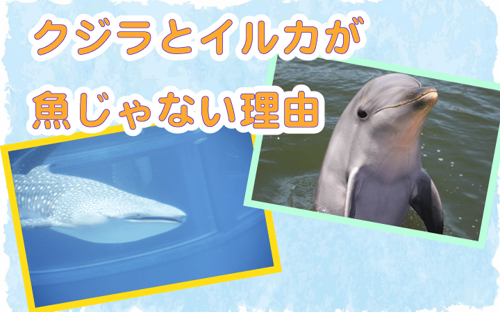 クジラとイルカが魚じゃない理由って？ Riddle puzzle（リドルパズル）