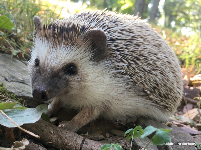 Our Herd Riddle's Hedgehogs Hedgehog Breeder in Northern Virginia