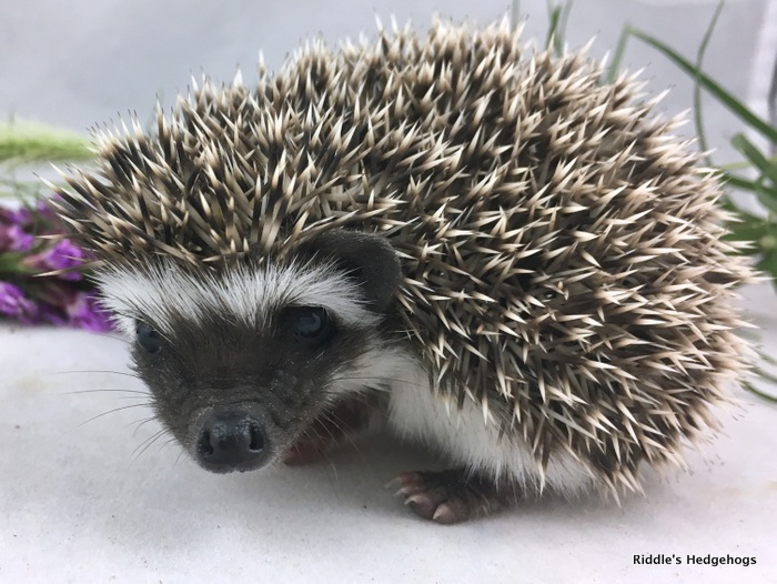 For Sale Riddle's Hedgehogs Hedgehog Breeder in Northern Virginia
