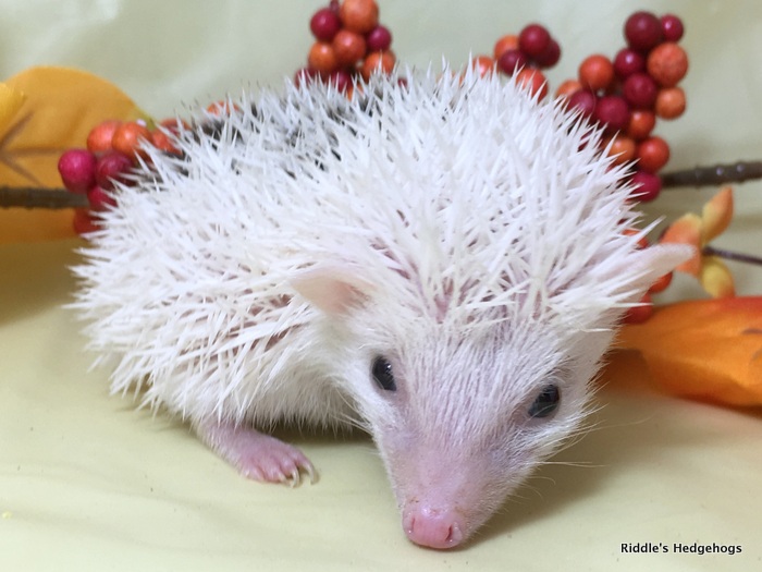 For Sale Riddle's Hedgehogs Hedgehog Breeder in Northern Virginia