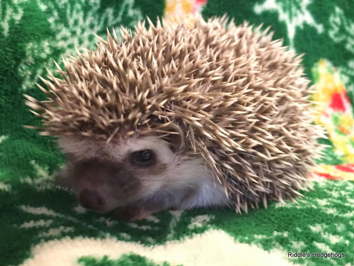 For Sale Riddle's Hedgehogs Hedgehog Breeder in Northern Virginia