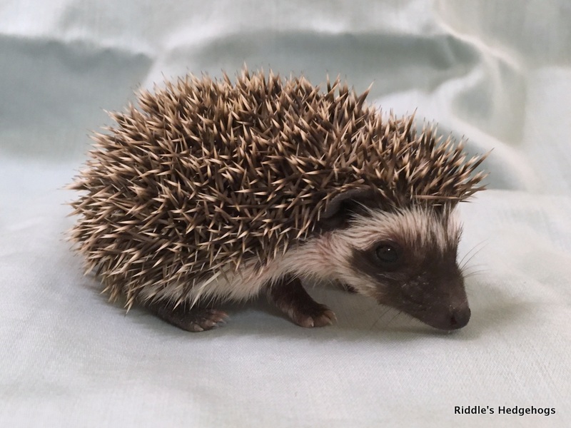 For Sale Riddle's Hedgehogs Hedgehog Breeder in Northern Virginia