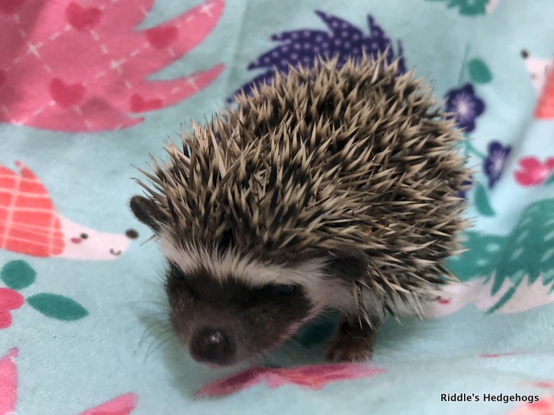 For Sale Riddle's Hedgehogs Hedgehog Breeder in Northern Virginia