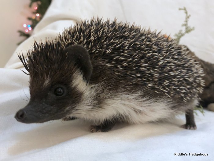 Our Herd Riddle's Hedgehogs Hedgehog Breeder in Northern Virginia