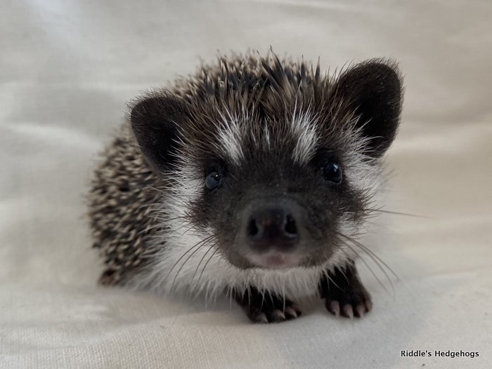 Our Herd Riddle's Hedgehogs Hedgehog Breeder in Northern Virginia