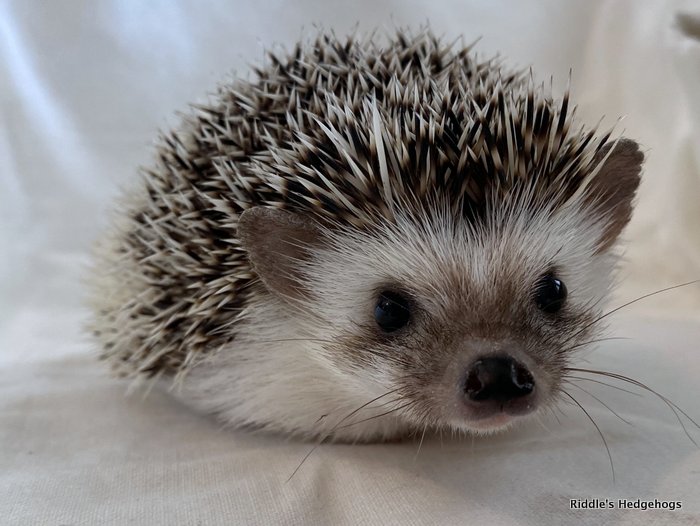For Sale Riddle's Hedgehogs Hedgehog Breeder in Northern Virginia