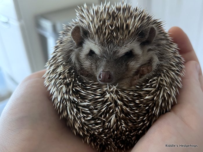 Our Herd Riddle's Hedgehogs Hedgehog Breeder in Northern Virginia